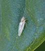 Zygina lunaris